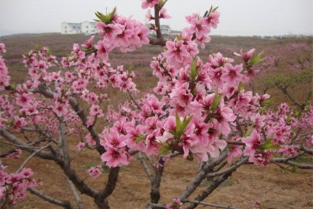 地栽桃树