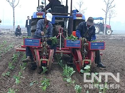 [农广天地]冬季大棚油菜种植技术【库百科养殖网】