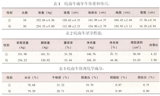 皖南牛【库百科养殖网】