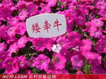 矮牵牛花的种植技术【库百科养殖网】