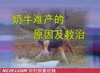 奶牛难产的原因及救治【库百科养殖网】