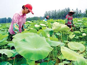 浅水藕种植技术【库百科养殖网】