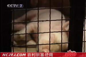 [科技苑]猪圆环病毒的预防和冶疗新技术【库百科养殖网】