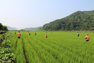 吉林省水稻稻瘟病防治技术【库百科养殖网】