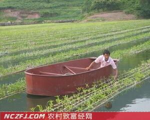 [科技苑]水上蔬菜种植-徐洪全南方蔬菜北方种鱼塘蔬菜双丰收【库百科养殖网】