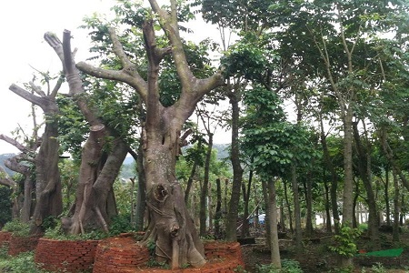 高山榕