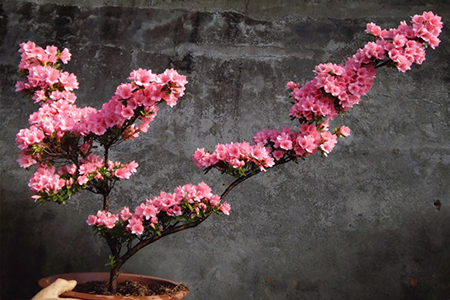 杜鹃花盆景怎么养护，杜鹃花盆景造型【库百科养殖网】