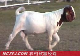 波尔山羊(Boer)【库百科养殖网】