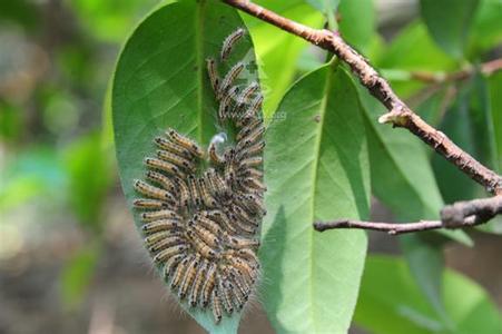 茶叶种植防治茶毛虫性信息素诱捕器诱虫试验【库百科养殖网】