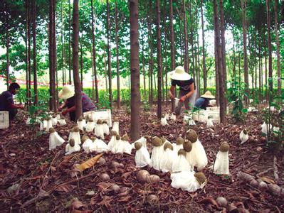 竹荪种植技术[农广天地]【库百科养殖网】