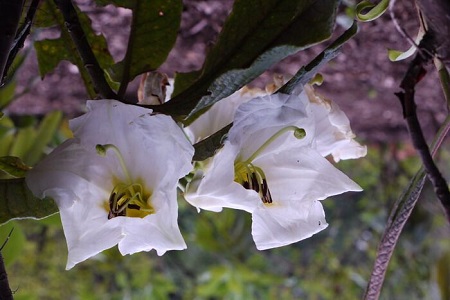 百合花杜鹃