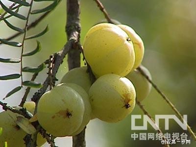 [致富经余甘果]黄雄芳余甘果种植赚钱的故事【库百科养殖网】