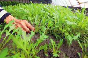 水菜种植的技术要点