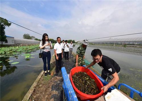 澳龙虾怎么养，澳洲龙虾淡水养殖技术