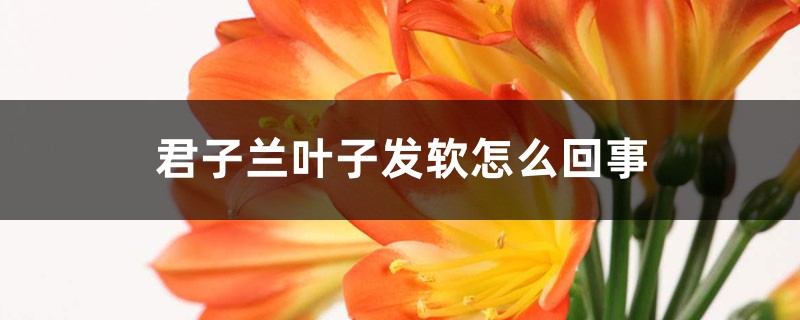 君子兰叶子发软怎么回事，叶子发软下垂能剪掉吗