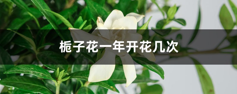 栀子花一年开花几次，栀子花是四季常绿吗