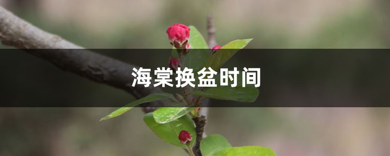 海棠换盆时间，换盆后叶子干了怎么办