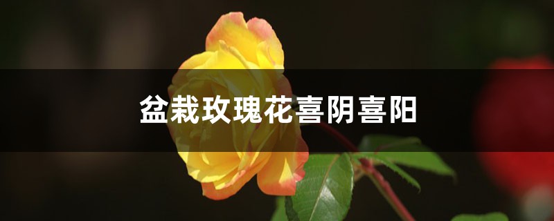 盆栽玫瑰花喜阴喜阳