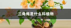 三角梅是什么科植物，扦插方法图解