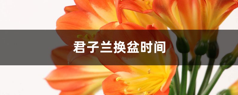 君子兰换盆时间，换盆根多怎么处理