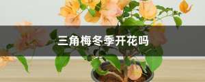 三角梅冬季开花吗，开花后怎样管理