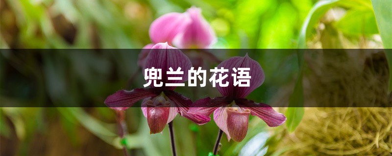 兜兰的花语和寓意，有什么传说故事