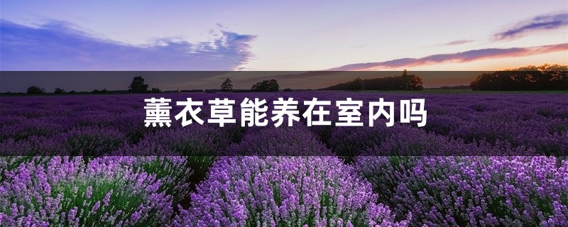 薰衣草能养在室内吗，薰衣草在室内怎么养