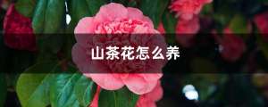 山茶花怎么养，山茶花的花语