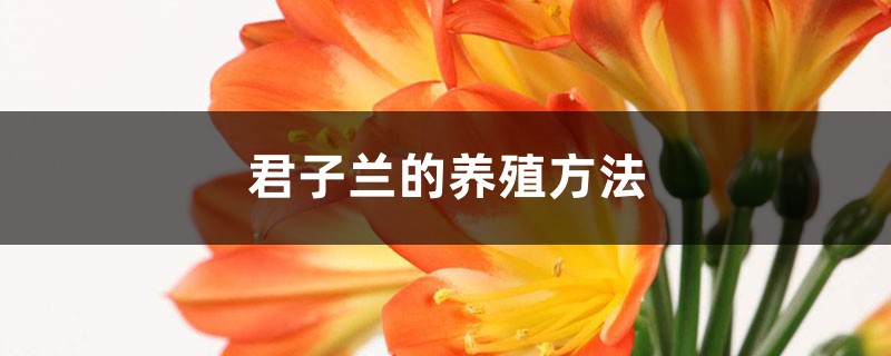 君子兰好养吗，君子兰的养殖方法