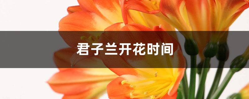 君子兰开花时间，君子兰的花期