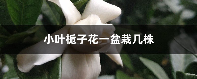 小叶栀子花一盆栽几株，小叶栀子花盆栽图片大全