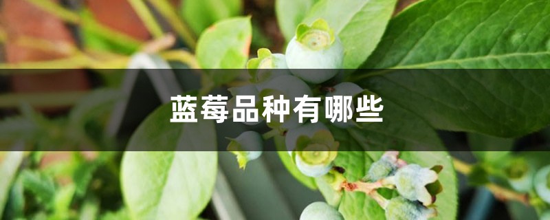 蓝莓品种有哪些，什么品种好