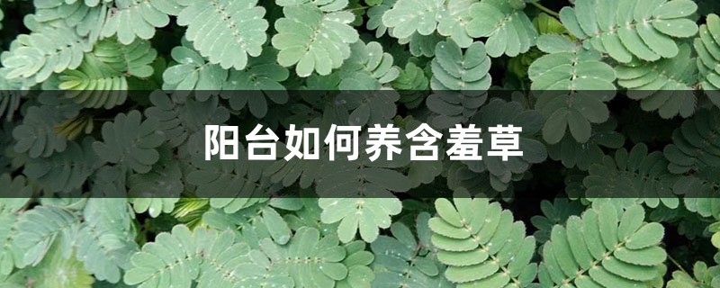 阳台如何养含羞草，需要注意什么