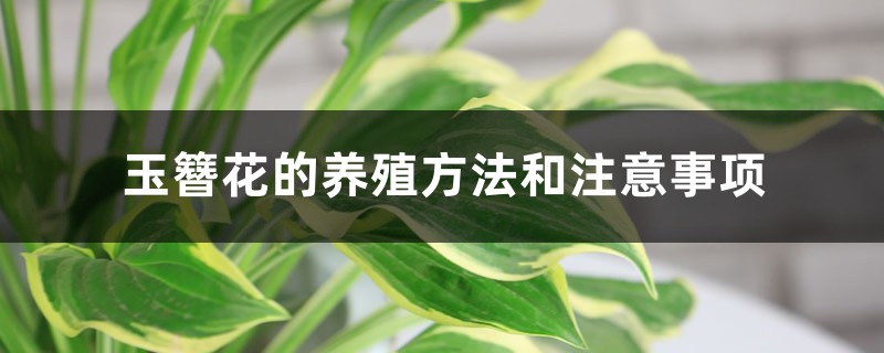 玉簪花的养殖方法和注意事项