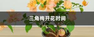 三角梅开花时间是什么时候，为什么不开花