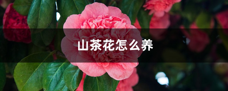 山茶花怎么养，山茶花的花语