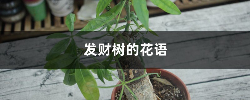 发财树的花语和寓意，有什么传说故事