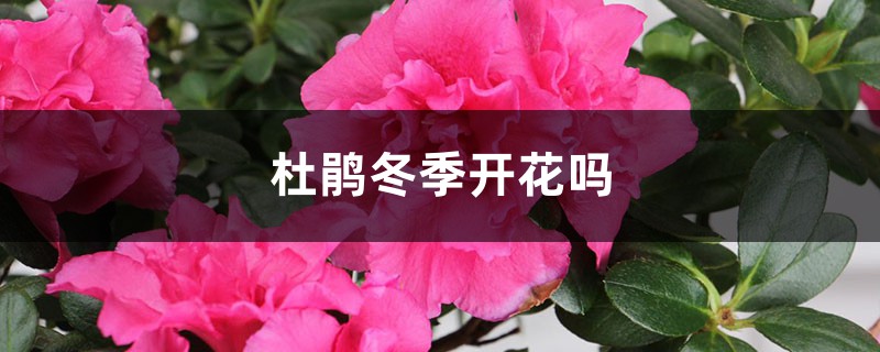 杜鹃冬季开花吗，冬季适合多少度