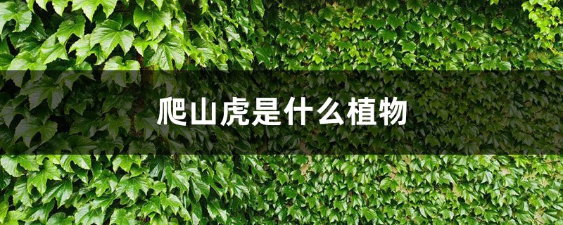 爬山虎是什么植物，叶子有什么特点