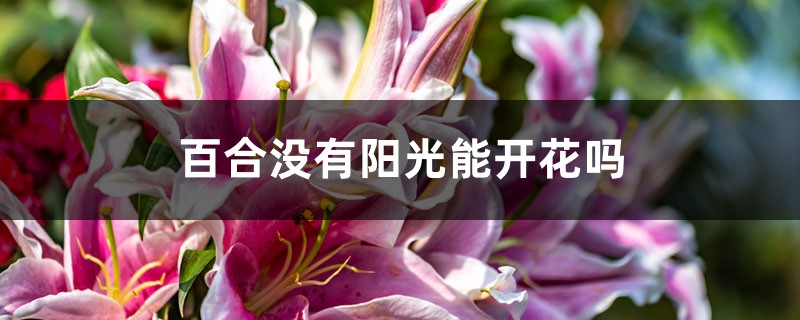 百合没有阳光能开花吗，花期需要晒太阳吗