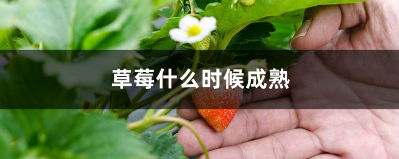 草莓什么时候成熟，几月份成熟