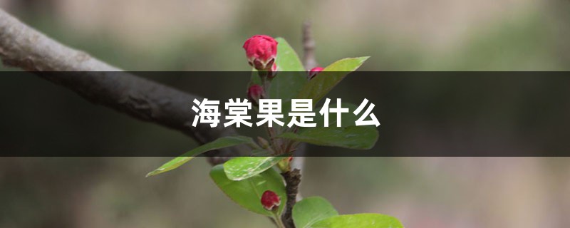 海棠果是什么，海棠果图片