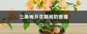 三角梅开花期间的管理，开花颜色浅是怎么回事