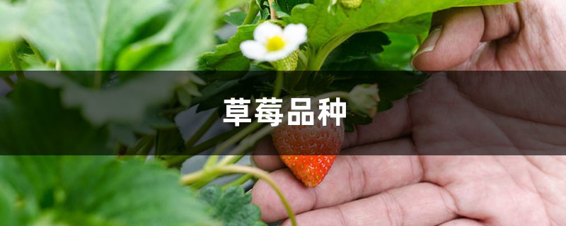 草莓的品种有哪些，什么品种好