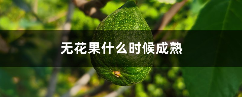 无花果什么时候成熟，无花果图片