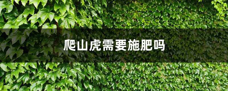 爬山虎需要施肥吗，什么时间施肥