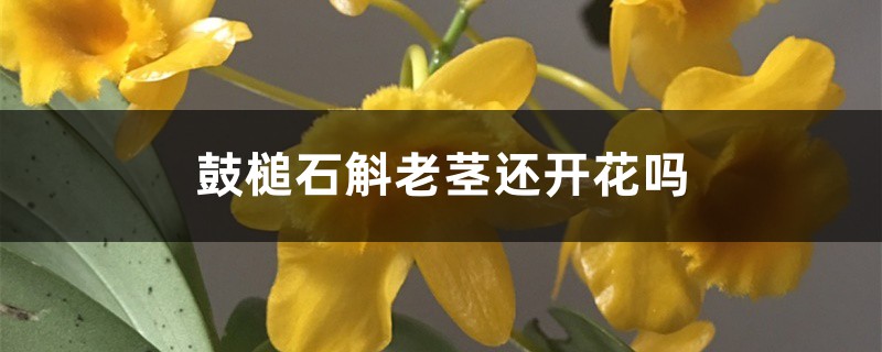 鼓槌石斛老茎还开花吗