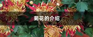 菊花的介绍，什么时候开花