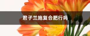 君子兰施复合肥行吗，施复合肥一次放多少