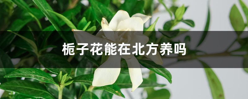 栀子花能在北方养吗，注意什么养护因素